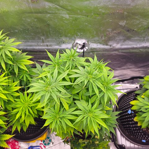 Strawberry Cola Sherbet Fast Version growlog timeline photo