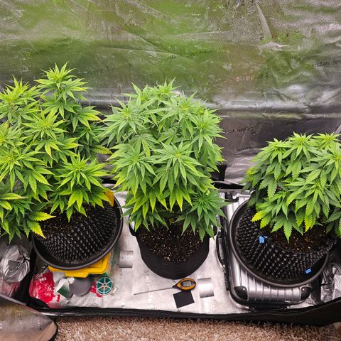 Strawberry Cola Sherbet Fast Version growlog timeline photo