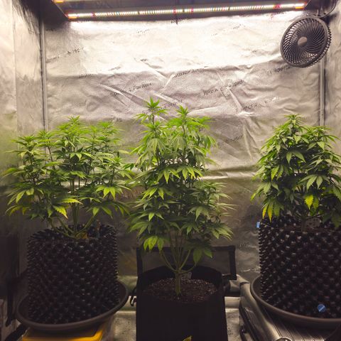 Strawberry Cola Sherbet Fast Version growlog timeline photo