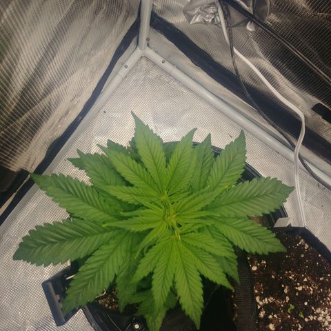 Ghost train haze growlog timeline photo