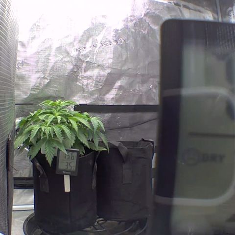 Ghost train haze growlog timeline photo