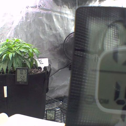 Ghost train haze growlog timeline photo