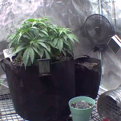 Ghost train haze growlog timeline photo