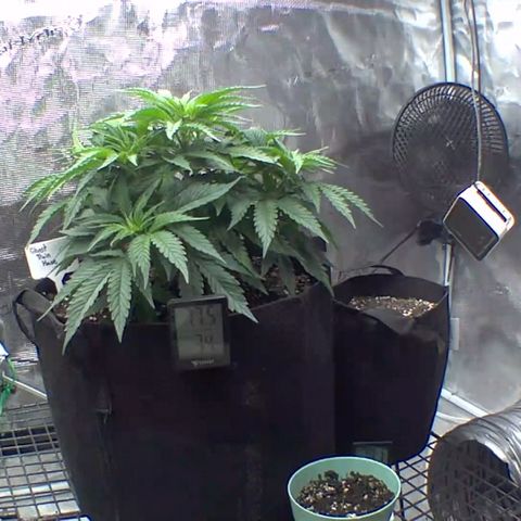 Ghost train haze growlog timeline photo