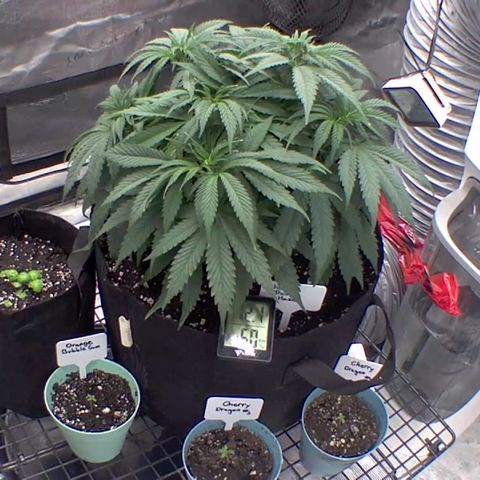 Ghost train haze growlog timeline photo