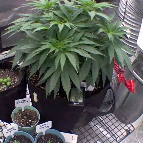 Ghost train haze growlog timeline photo