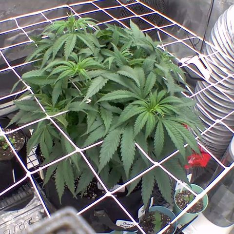 Ghost train haze growlog timeline photo