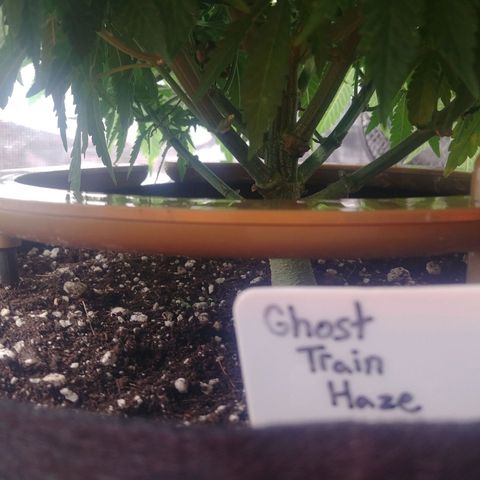 Ghost train haze growlog timeline photo