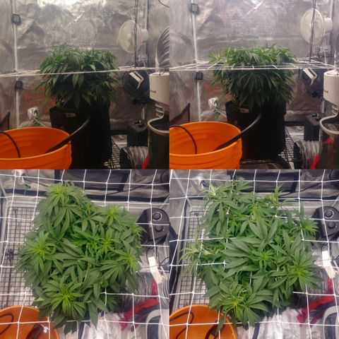 Ghost train haze growlog timeline photo