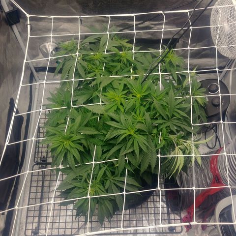 Ghost train haze growlog timeline photo