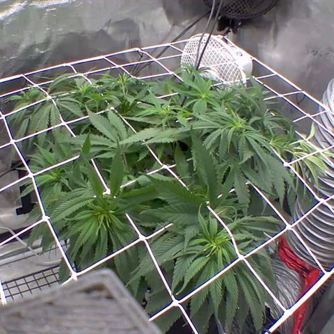 Ghost train haze growlog timeline photo
