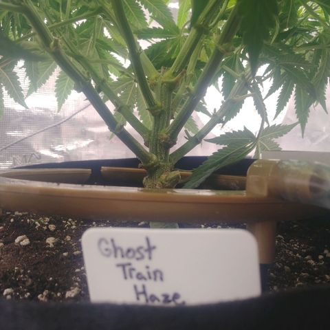 Ghost train haze growlog timeline photo