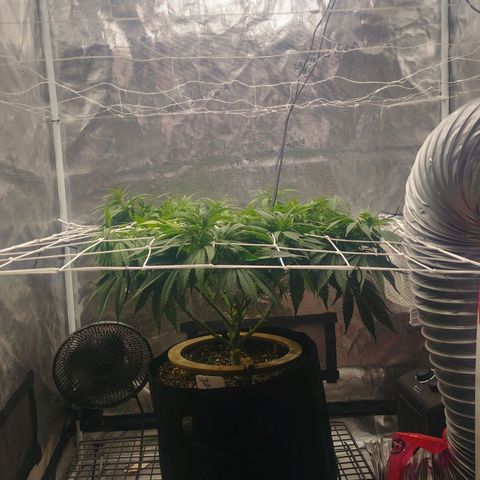 Ghost train haze growlog photo: 9:30am