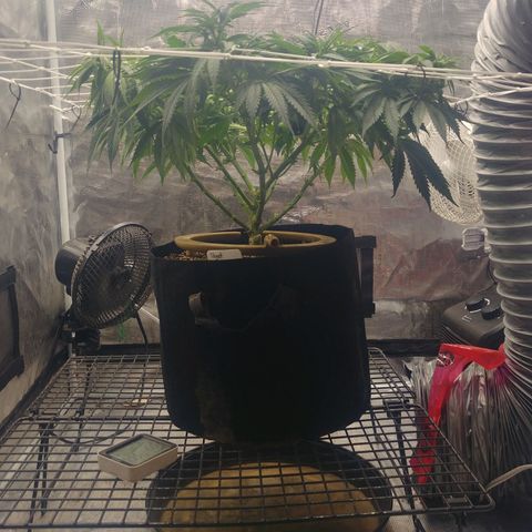 Ghost train haze growlog photo: 9:30am