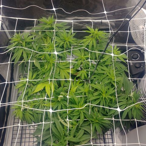 Ghost train haze growlog photo: 9:30am