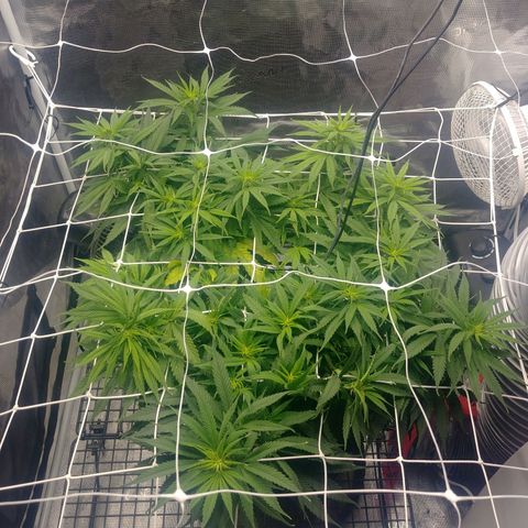 Ghost train haze growlog timeline photo