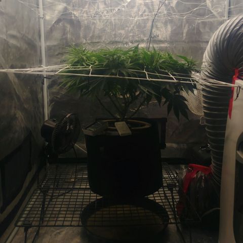 Ghost train haze growlog timeline photo