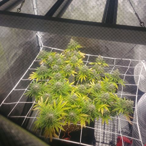 Ghost train haze growlog timeline photo