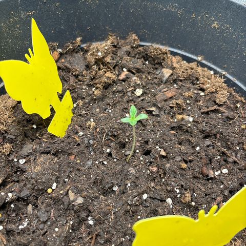 Petree growlog photo: Got a little talked almost over the bucket edge!