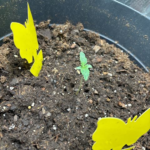 Petree growlog photo: New leaves coming up from not paying attention for two days