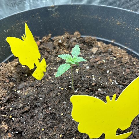 Petree growlog photo: Great progress. Growing fast and strong 