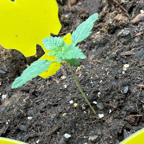 Petree growlog photo: Great progress. Growing fast and strong 