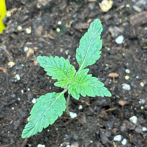 Petree growlog photo: Great progress. Growing fast and strong 