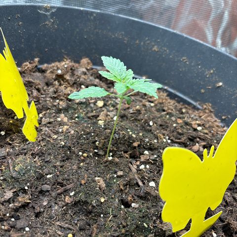 Petree growlog timeline photo