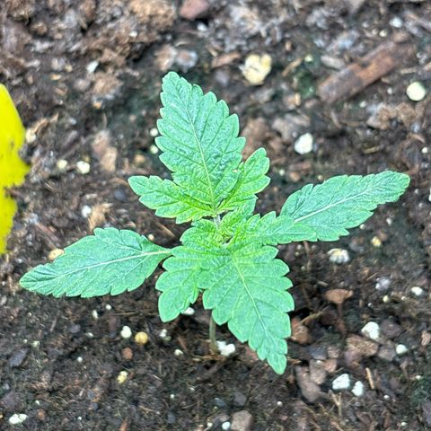 Petree growlog timeline photo