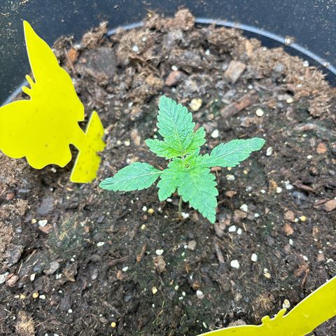 Petree growlog timeline photo