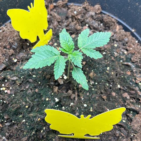 Petree growlog photo: Green mold is coming in have to figure out how to get rid of it