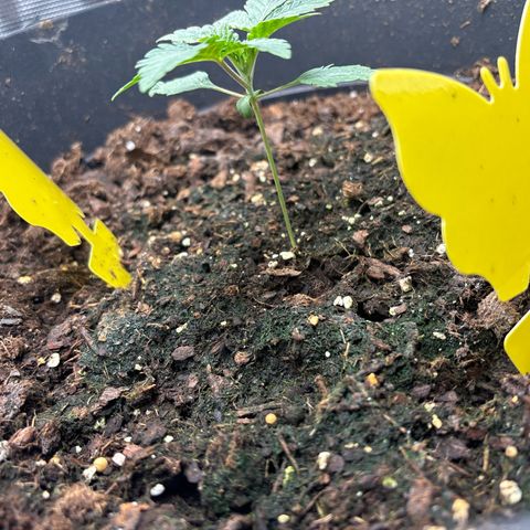 Petree growlog photo: Green mold is coming in have to figure out how to get rid of it