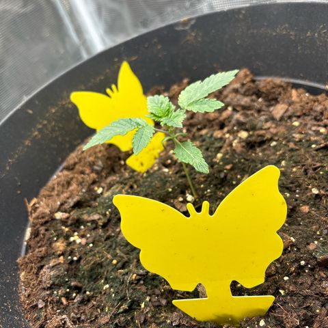 Petree growlog photo: Green mold is coming in have to figure out how to get rid of it