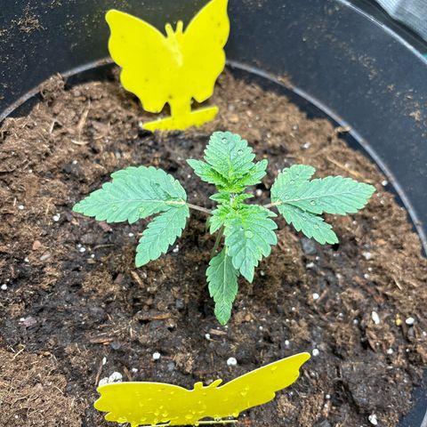Petree growlog photo: Took green layer off and put fresh layer in. crisis diverted