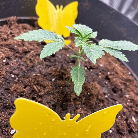 Petree growlog photo: Took green layer off and put fresh layer in. crisis diverted