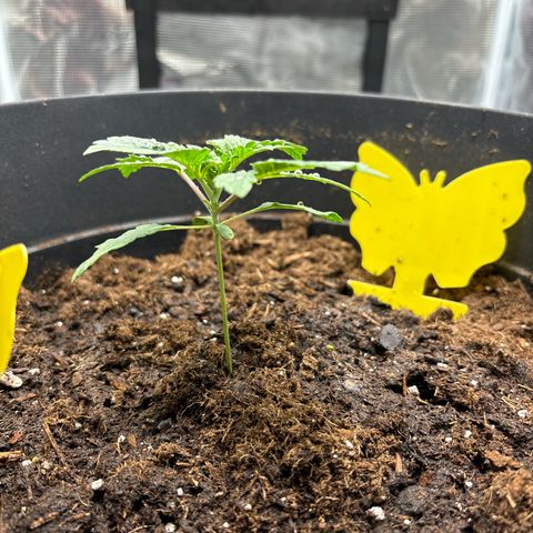 Petree growlog photo: Took green layer off and put fresh layer in. crisis diverted