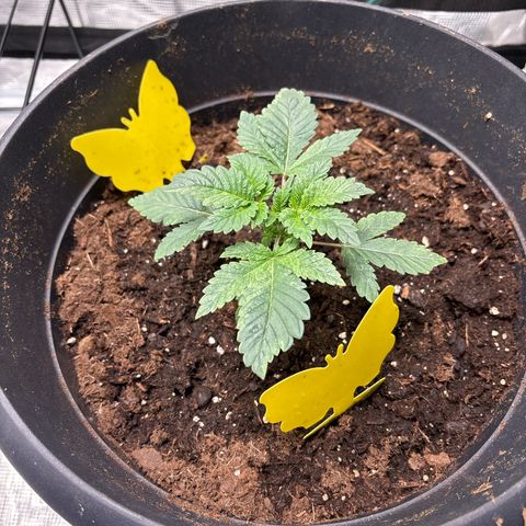 Petree growlog photo: Getting minor sun spots on the plant, I don’t thing it’s anything to worrie about. 