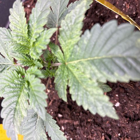Petree growlog photo: Getting minor sun spots on the plant, I don’t thing it’s anything to worrie about. 