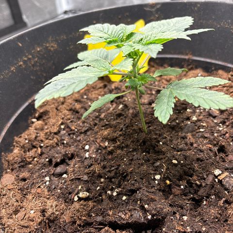 Petree growlog photo: Getting minor sun spots on the plant, I don’t thing it’s anything to worrie about. 