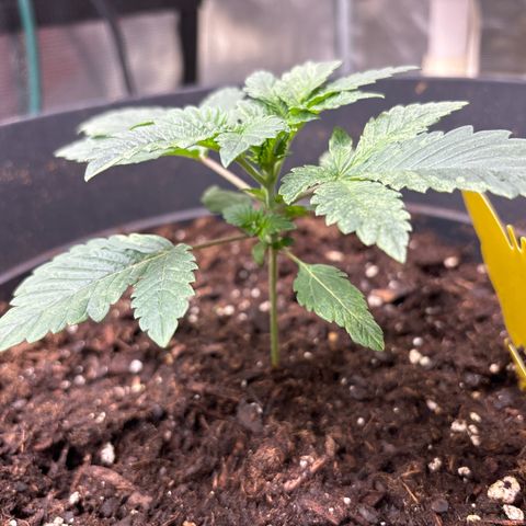 Petree growlog photo: Getting minor sun spots on the plant, I don’t thing it’s anything to worrie about. 