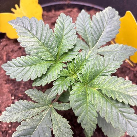 Petree growlog photo: Petree is doing amazing, already trying to pop out it’s seven blade leaves!!! Very rare at such an early stage! She is very healthy, and growing strong. Very little light discoloration. But that will be fixed once nutrients are introduced to the plant in a week. 