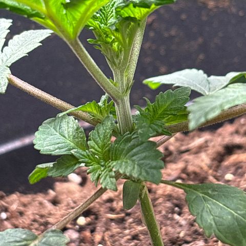 Petree growlog photo: Petree is doing amazing, already trying to pop out it’s seven blade leaves!!! Very rare at such an early stage! She is very healthy, and growing strong. Very little light discoloration. But that will be fixed once nutrients are introduced to the plant in a week. 