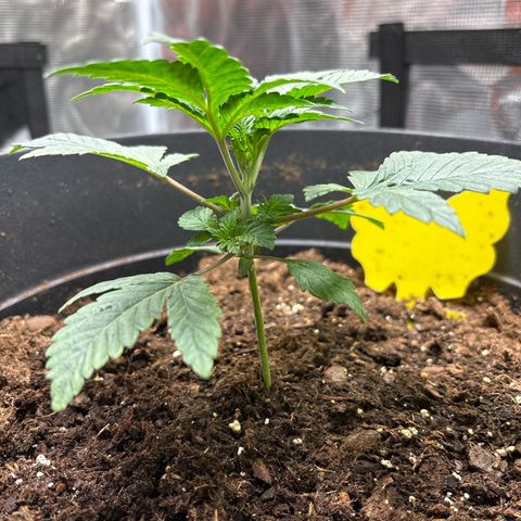 Petree growlog photo: Petree is doing amazing, already trying to pop out it’s seven blade leaves!!! Very rare at such an early stage! She is very healthy, and growing strong. Very little light discoloration. But that will be fixed once nutrients are introduced to the plant in a week. 