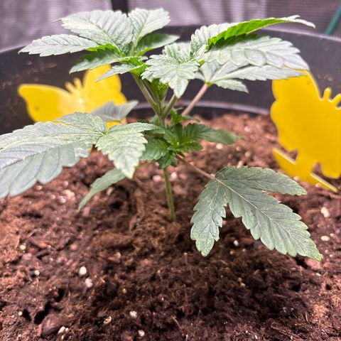Petree growlog photo: Petree is doing amazing, already trying to pop out it’s seven blade leaves!!! Very rare at such an early stage! She is very healthy, and growing strong. Very little light discoloration. But that will be fixed once nutrients are introduced to the plant in a week. 