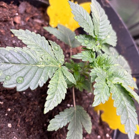 Petree growlog timeline photo