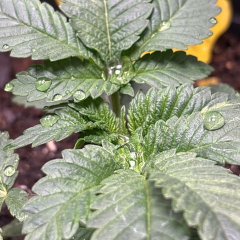 Petree growlog timeline photo