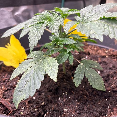 Petree growlog photo: Looks beautiful fan blades are developing