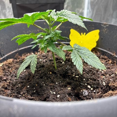 Petree growlog photo: Looks beautiful fan blades are developing