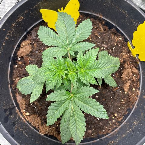 Petree growlog photo: Looks beautiful fan blades are developing