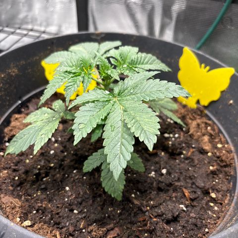 Petree growlog photo: Looks beautiful fan blades are developing